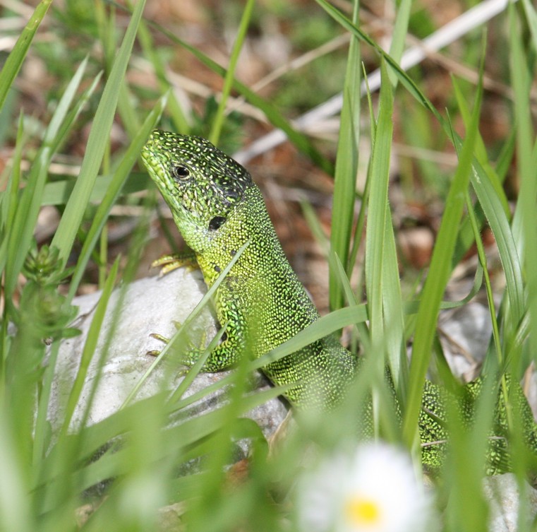 Ramarri